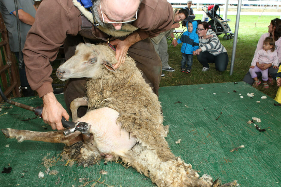 Sheep Shearing at Sutton Fair