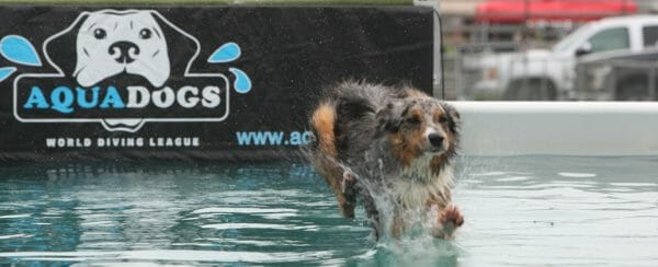 Aqua Dogs. Running Friday, Saturday and Sunday at Sutton Fair. Water agility competition.