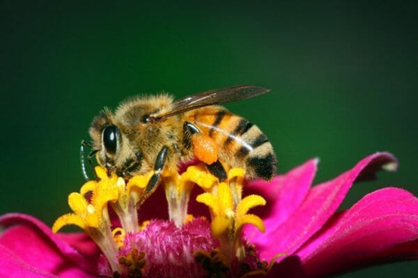 2013 Fair Theme - Year of the Bee