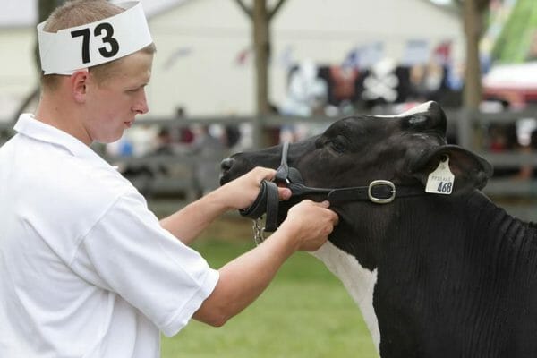 2010 Sutton Dairy Show