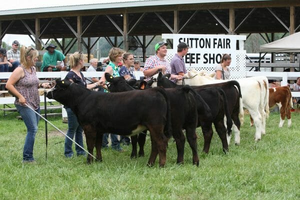 Cattle Show competition at Sutton Fair