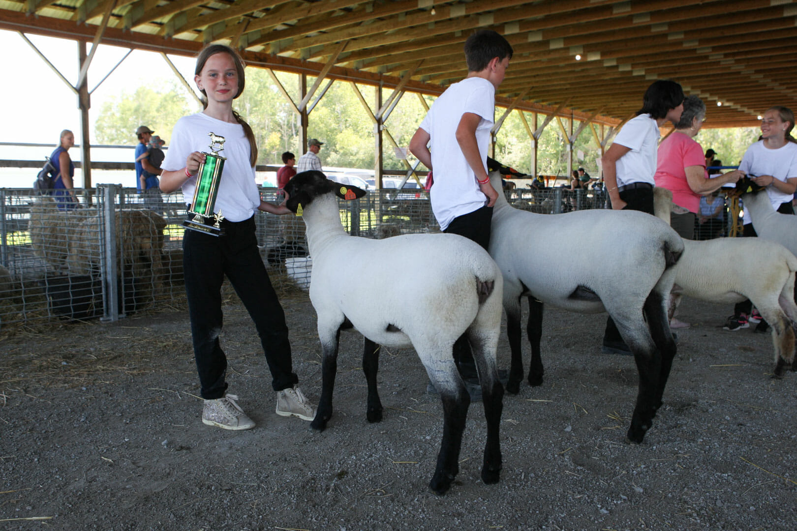 Sheep Show competition at Sutton Fair